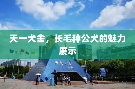 天一犬舍，長(zhǎng)毛種公犬的魅力展示
