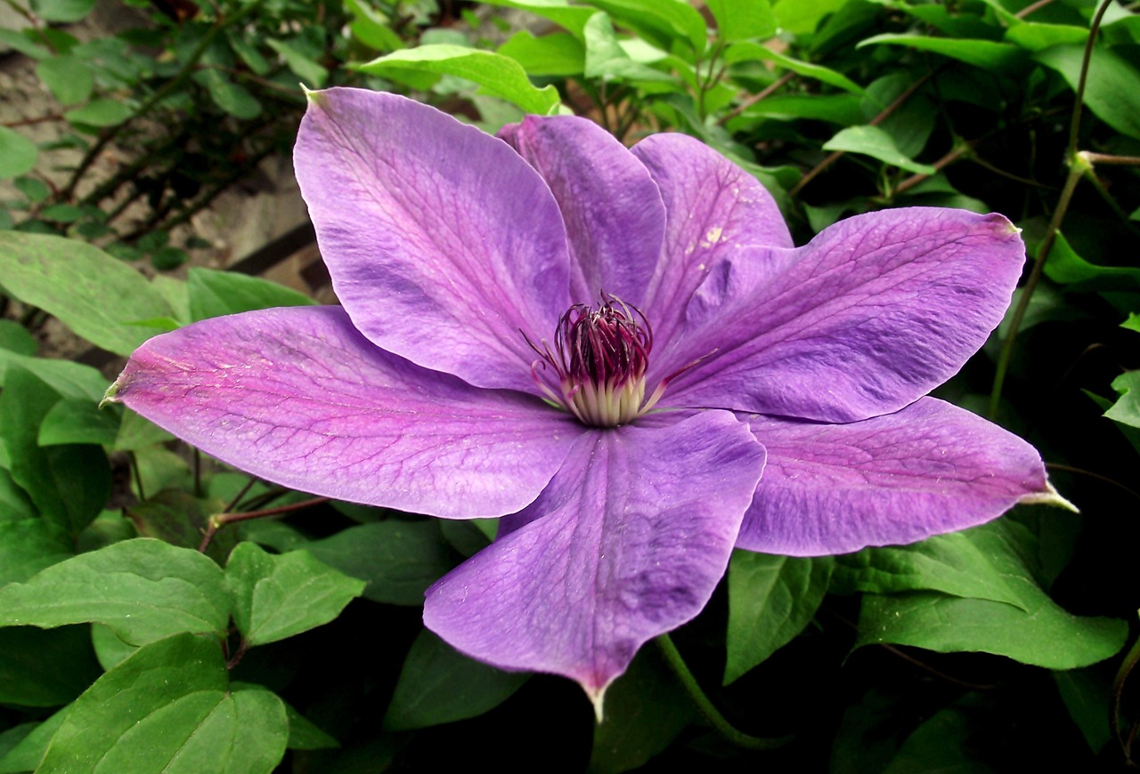 保定朝陽(yáng)花園最新動(dòng)態(tài)揭秘，未來(lái)美好藍(lán)圖展望