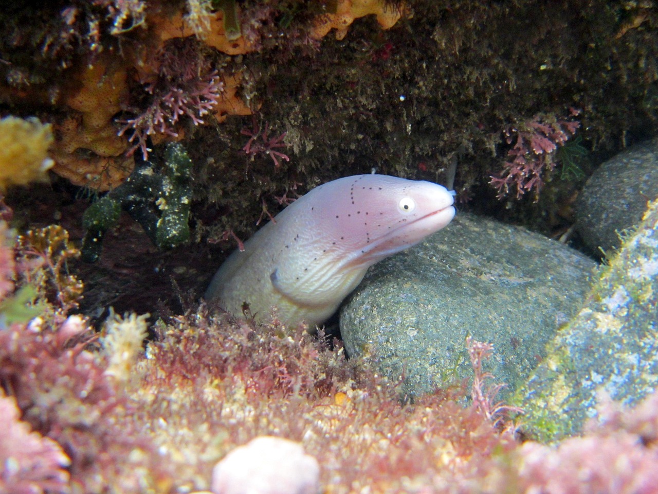 探索海洋霸權(quán)，最新360海島奇兵下載指南