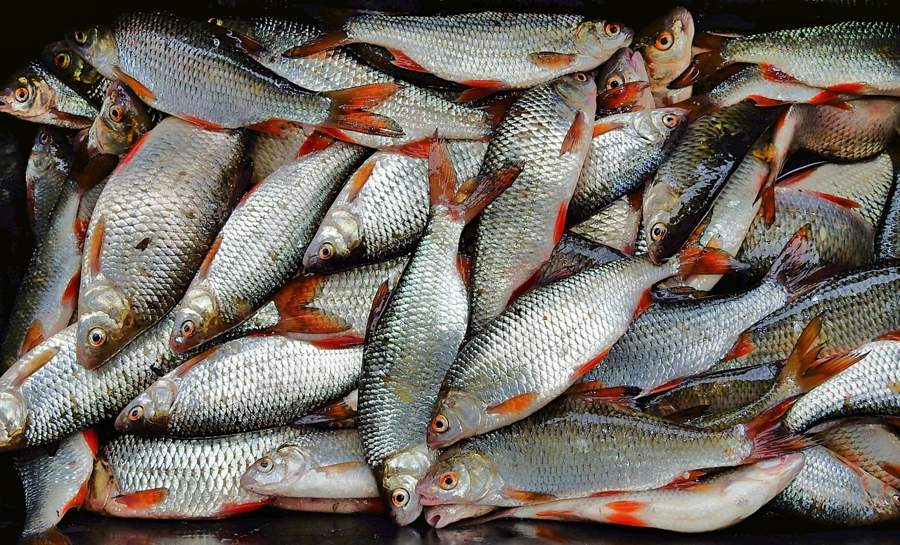 浦魚達(dá)人最新版本下載，全新功能與特色體驗(yàn)