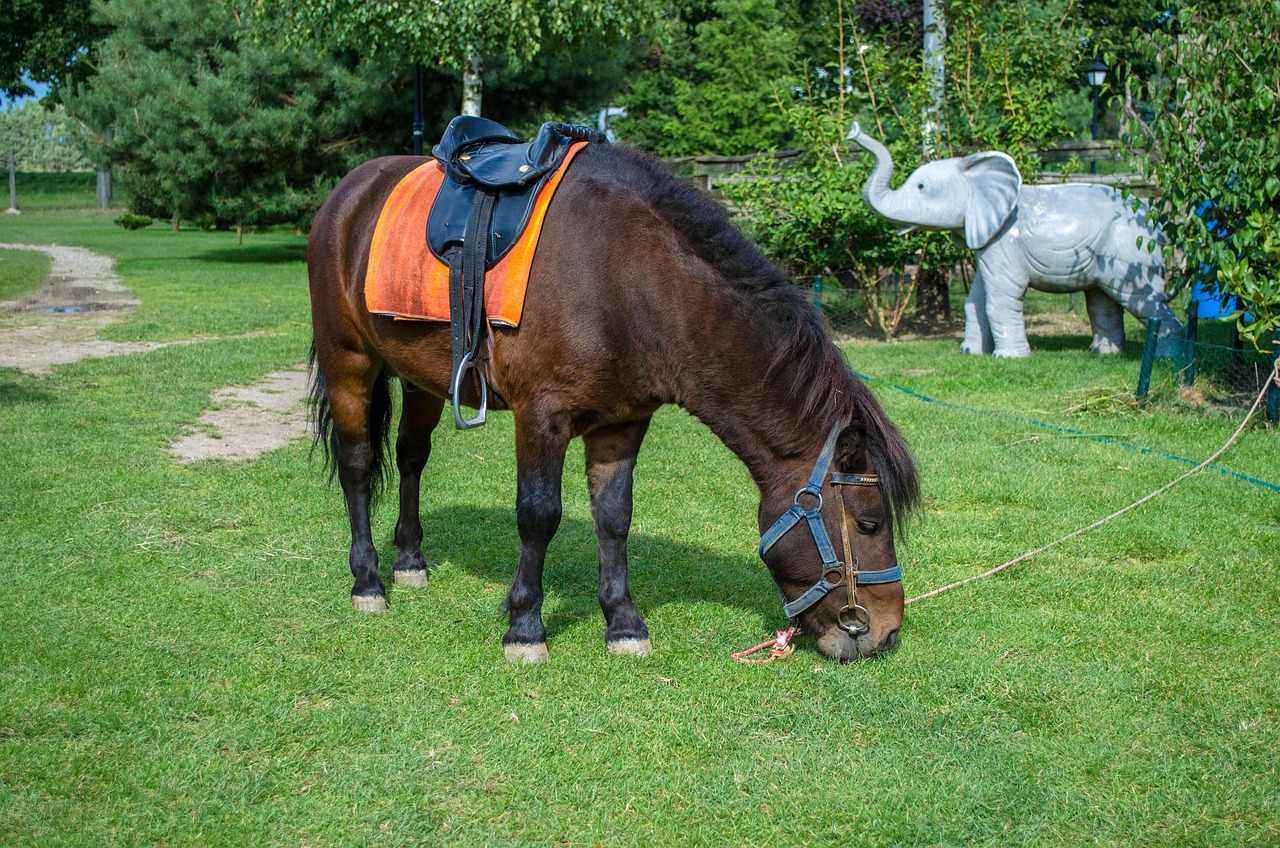 深圳野生動(dòng)物園游玩攻略，最新整理指南
