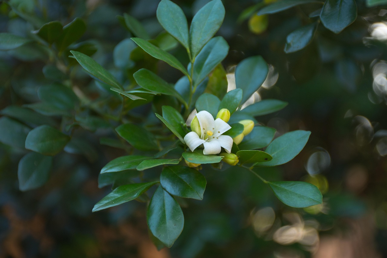 中醫(yī)藥法最新動態(tài)，邁向現(xiàn)代化與規(guī)范化的新征程